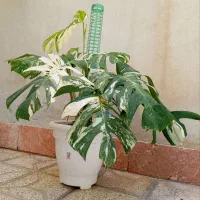 گلسرای ملک