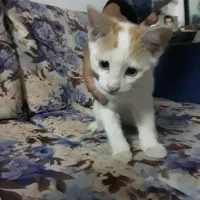 گربه پیداشده