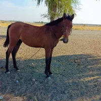 اسب مادیان سواری
