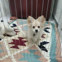 سگ ۳ ماهه پامرین.واکسن و دارای شناسنامه.قیمت ۲ توم