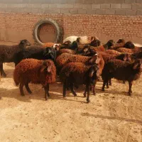 22راس بره ماده افشاری و گله گرد.|حیوانات مزرعه|اسفراین, |دیوار