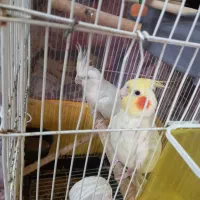 عروس هلندی نروماده بهترین نوع نژاد