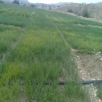 فروش تیم پیازوترپیاز|خوردنی و آشامیدنی|دهدشت, |دیوار