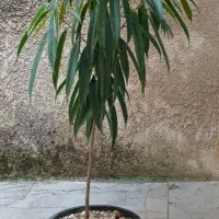 گل و گیاه|گل و گیاه طبیعی|لاهیجان, شقایق|دیوار