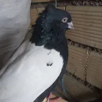 سینه سیاه وکوهی دم سفید|پرنده|شوش, |دیوار