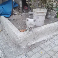 سگ پا کوتاه