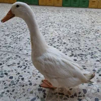 اردک ۶ ماهه