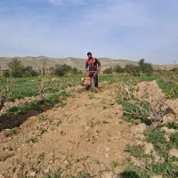 علف زدن، یونجه زنی ،تیلرباغ کندن