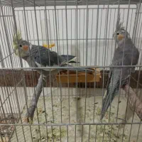 عروس هلندی