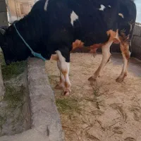 فروش گاو هولشتاین به همراه گاو نر دورگ و لیشه محلی