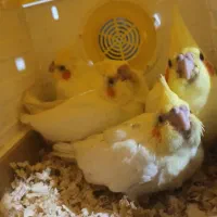 جوجه عروس هلندی