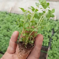 نشا و گلدان آویشن شیرازی و انواع گیاهان دارویی