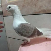 خوشونه|پرنده|الشتر, |دیوار