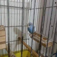 مرغ عشق ماده