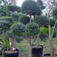 سیکاس وپالم‌ کاج طلای ونوکدار|گل و گیاه طبیعی|سیدان, |دیوار