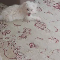 سگ شیتزو عروسکی