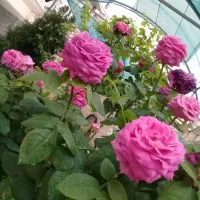 100مترآپارتمان-طبقه-اول-دوخواب-شکوفه-مختاری