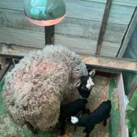 میش رومانف اصل با بره