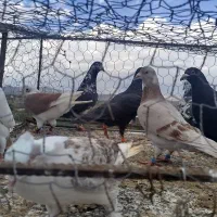 کبوتر کرمونی و رنگه