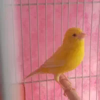 قناری ماده اورجینال  یلو فاکتور