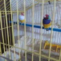 سره گلدین|پرنده|سمنان, |دیوار