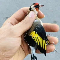 سهره نر و ماده