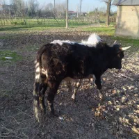 دمدار|حیوانات مزرعه|رشت, کوی مهر|دیوار