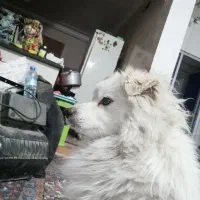 جفت سگنروماده خوشگل ودوست داشتنی