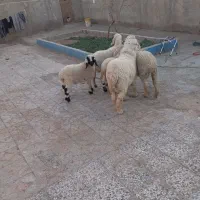 چند دونه گوسفند مالداری|حیوانات مزرعه|زهک, |دیوار