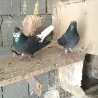 کبوتر اصفهانی سیاه دم سفید|پرنده|شاهینشهر, گزبرخوار|دیوار