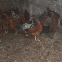 مرغ و خروس اصل محلی|حیوانات مزرعه|گمیشان, |دیوار