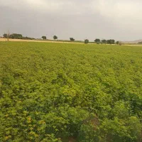 فروش فوری زمین