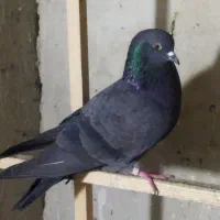 کبوتر پرشی|پرنده|گرگان, |دیوار