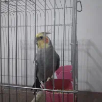 عروس هلندی سخنگو