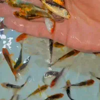 کوی سوپر. باله نژاد عرضه مستقیم از مزرعه با پایین|ماهی|تهران, اتابک|دیوار