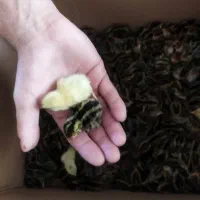 جوجه 1روزه بلدرچین|حیوانات مزرعه|گمیشان, |دیوار