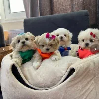 انوا.ع نژاد سگ‌ های خانگی