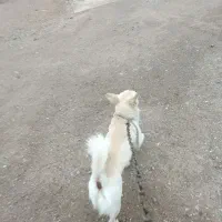 سگ پاکوتاه