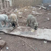 سگ سرابی توله|سگ|چناران, |دیوار