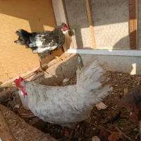 مرغ و خروس رسمی