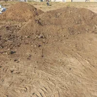 کودگاوی وگوسفندی