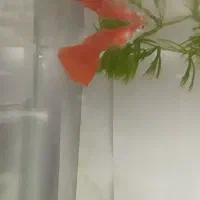 یک عدد گوپی فول رد نر|ماهی|اردبیل, |دیوار