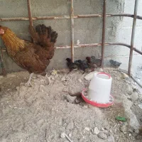 مرغ با 6تاجوجه و چنتا جوجه دو و سه ماهه