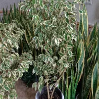 حراج درخت و پیله موا گل درختچه