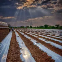 زیردرختی(مالچ)برای باغدارن و کشاورزان|خدمات باغبانی و درختکاری|یزد, |دیوار