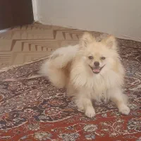 سگ پامرانین