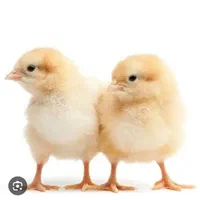 واگذاری جوجه مرغ قبول میکنم رایگان