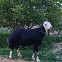 کود حیوانی گوسفندی کهنه