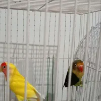 کوتوله برزیلی