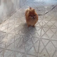 پامرین نژاد دار اصل|سگ|گنبد کاووس, |دیوار